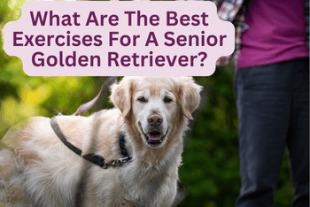 What Are The Best Exercises For A Senior Golden Retriever - A senior Golden Retriever being walked on a leash by a woman.