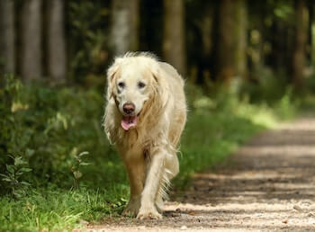 A senior Golden Retriever walking towards you on a dirt path.