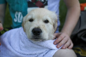 A Golden Retriever puppy wrapped in a purple towel.