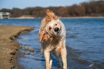 A wet Golden Retriever shaking himself dry after being in the water. A river is in the background.