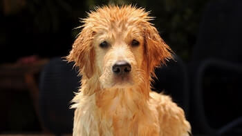 A wet Golden Retriever standing and looking at you. Only the dog's head and torso are shown with a black background.
