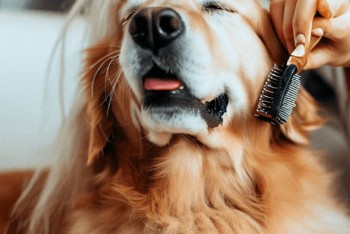 A woman's hand holding a pin brush, brushing a Golden Retriever who is enjoying it.