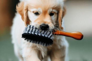 A Golden Retriever puppy carrying a dog brush in its mouth.