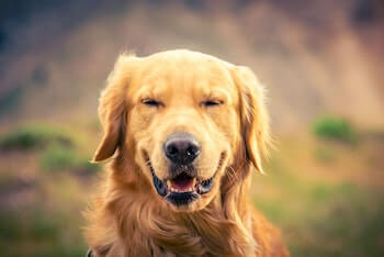 A head shot of a Golden Retriever smiling with his eyes squinted.
