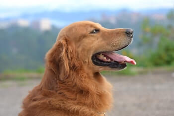 A side profile of a Golden Retriever sitting outside with mountains in the background.