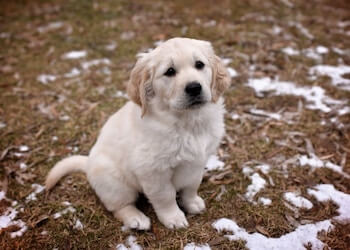 A Golden Retriever sitting on snow patched ground looking up at you.