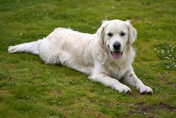 A cream coloured Golden Retriever laying on a field of grass looking at you.