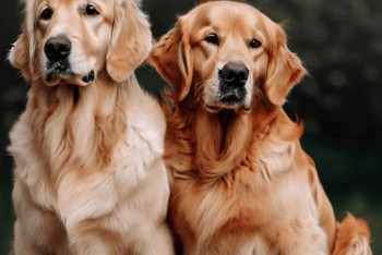 Two Golden Retrievers sitting beside each other looking straight ahead.