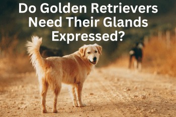 Do Golden Retrievers Need Their Glands Expressed - A Golden Retriever standing on a dirt path looking back at you.