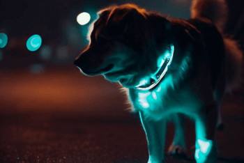 A Golden Retriever wearing a light up dog collar while walking at night.
