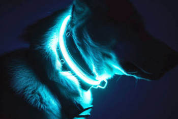 An illuminated light up dog collar shown on a large dog. Only the dog's head and neck are shown with a dark background.