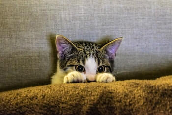 A scared cat hiding on a sofa between a blanket and a cushion. Only the cat's head and paws are shown.