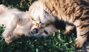 A Golden Retriever puppy and a kitten playing together outside on the grass.