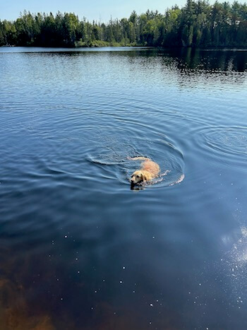 Ellie the Golden Retriever swimming in a lake.