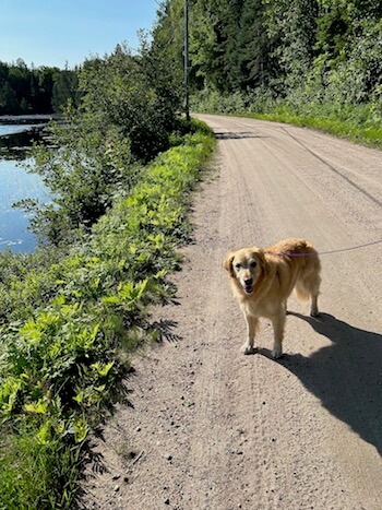 Ellie the Golden Retriever standing on a dirt path facing you.