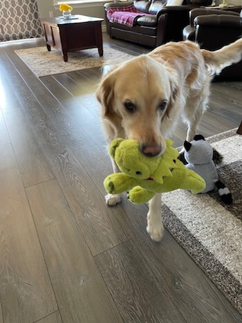 Ellie the Golden Retriever standing in a living room holding a green plush toy in her mouth.