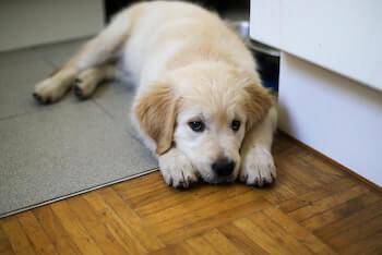 A Golden Retriever puppy laying on the floor looking up at you.