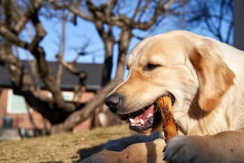 A Golden Retriever chewing on a stick while laying outside on the grass.