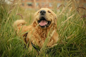 A happy Golden Retriever standing in a field of tall grass.