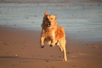 A Golden Retriever running towards you with its front paws in the air along a beach.