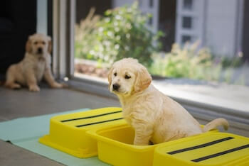 A Golden Retriever puppy sitting in a yellow plastic bin, while another Golden Retriever puppy is sitting in the background.