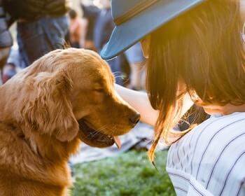 A side profile of a Golden Retriever being petted by a brunette woman wearing a blue hat.