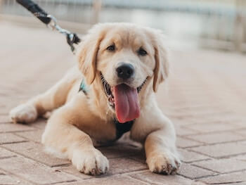 A Golden Retriever puppy wearing a dog harness laying down on a cobblestone pathway.