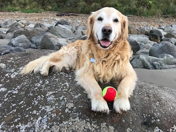 A senior Golden Retriever laying on a large rock looking at you with a happy expression. There is a red tennis ball between the dog's front paws.