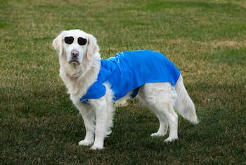 A Golden Retriever wearing a blue coat and heart-shaped sunglasses while standing outside on the grass.