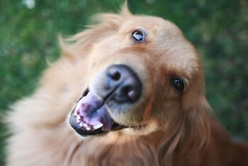 A close up of a Golden Retriever with a happy expression.