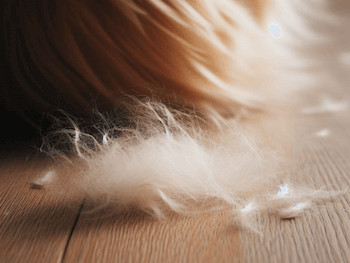 A clump of Golden Retriever fur on the floor.