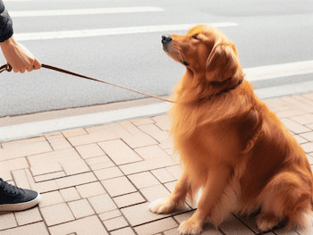 A stubborn Golden Retriever sitting on the sidewalk refusing to walk while the owner is shown holding a leash.