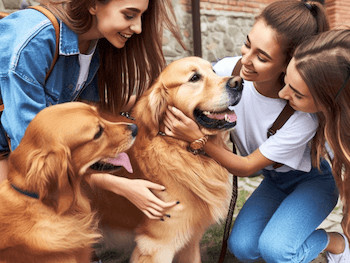 Two Golden Retrievers enjoying the attention and petting from three brunette women.