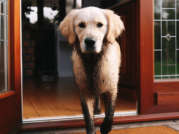 A Golden Retriever with muddy paws standing in a doorway, walking towards you.