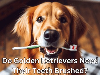 Do Golden Retrievers Need Their Teeth Brushed - A Golden Retriever holding a toothbrush in its mouth.