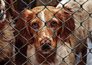 A brown dog looking at you from behind a cage.