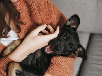 A German Shepherd puppy being held in a woman's arms.
