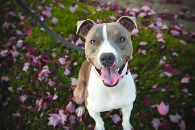 A Pitbull sitting outside looking up at you with a happy expression.