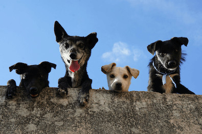 Four mixed breed dogs looking down at you from a concrete wall.