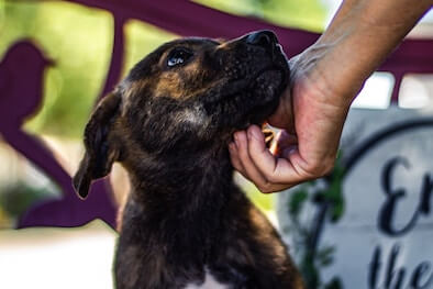A small black dog being petted under the chin by a man's hand.