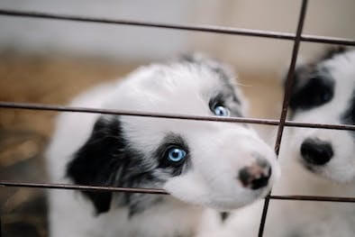 A black and white puppy in a cage looking at you. Another puppy is in the background.