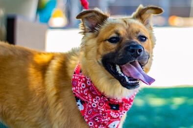 A mixed breed dog with golden fur wearing a pink bandana.