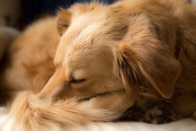 A Golden Retriever sleeping in a curled up position.