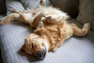 A Golden Retriever asleep on his back.