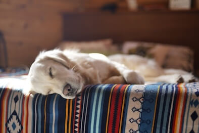 A Golden Retriever asleep on the end of a human bed.