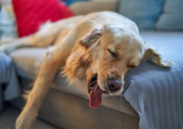 A Golden Retriever asleep on a sofa with his mouth open and tongue hanging out.