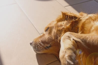 A Golden Retriever asleep on his side on a tile floor.