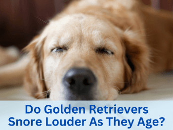 Do Golden Retrievers Snore Louder As They Age - A Golden Retriever sleeping on the floor.