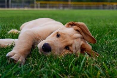 A Golden Labrador Retriever puppy lying on its side in the grass.