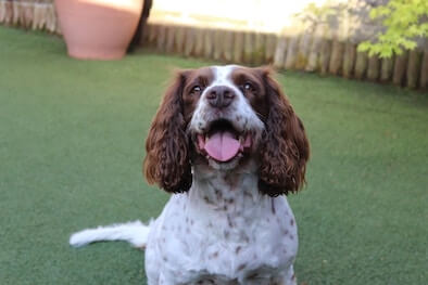 A Springer Spaniel puppy in a sit position outside on the grass looking up with its mouth open.